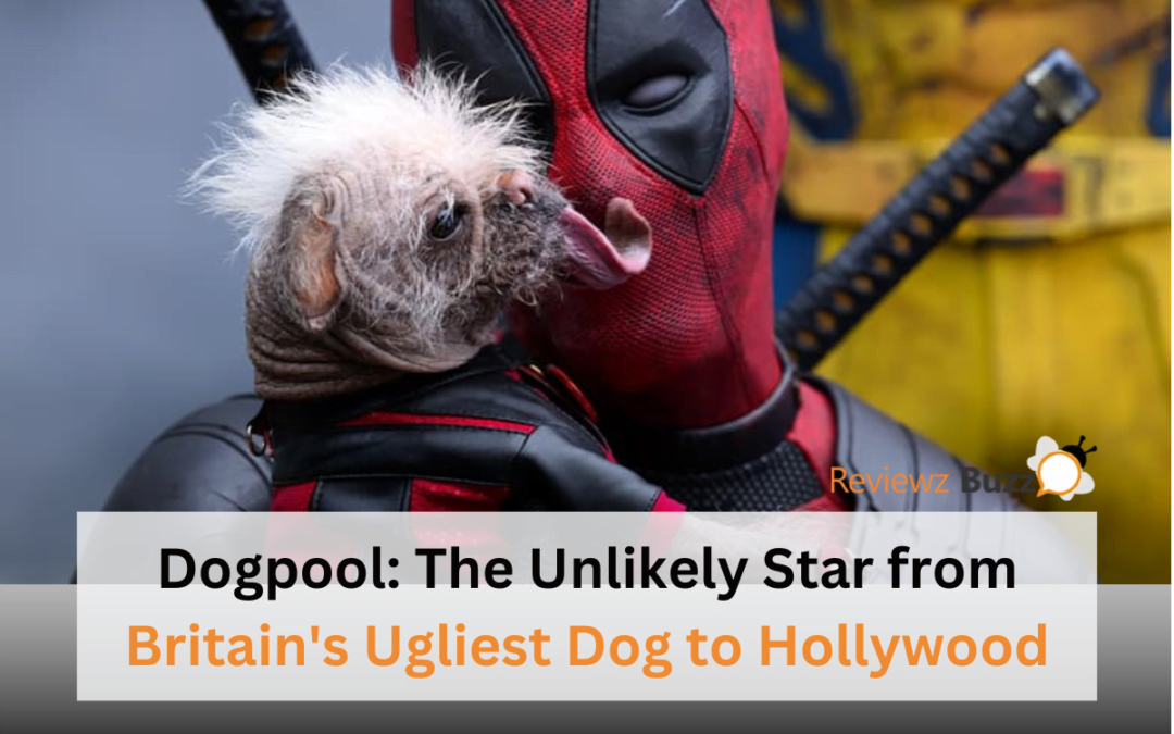 Dogpool Hollywood success, dog movie star, cute dog transformation, Hollywood canine, Dogpool story